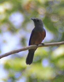 岛王鹟 / Island Monarch / Monarcha cinerascens