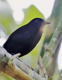 高氏蚁鸟 / Goeldi’s Antbird / Akletos goeldii
