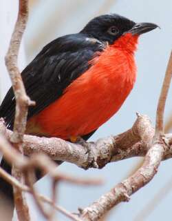 黑头黑鵙 / Black-headed Gonolek / Laniarius erythrogaster