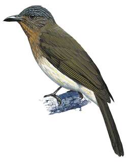 米岛鹎 / Visayan Bulbul / Hypsipetes guimarasensis