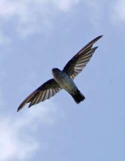 穴金丝燕 / Cave Swiftlet / Collocalia linchi