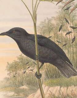 环礁辉椋鸟 / Atoll Starling / Aplonis feadensis