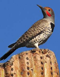 黄扑翅䴕 / Gilded Flicker / Colaptes chrysoides