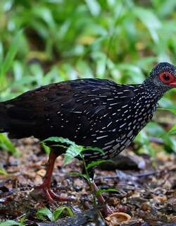 斯里兰卡鸡鹑 / Sri Lanka Spurfowl / Galloperdix bicalcarata