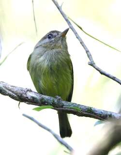 凯氏哑霸鹟 / Kaempfer’s Tody-Tyrant / Hemitriccus kaempferi