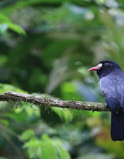 白额黑䴕 / White-fronted Nunbird / Monasa morphoeus