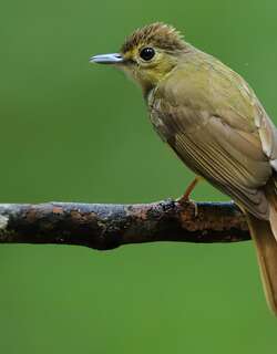 丝背鹎 / Hairy-backed Bulbul / Tricholestes criniger