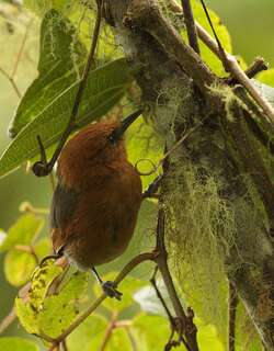 锈头针尾雀 / Rusty-headed Spinetail / Synallaxis fuscorufa