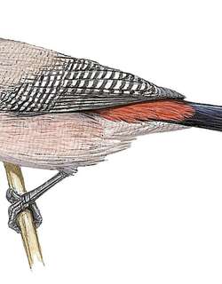 红腰梅花雀 / Black-cheeked Waxbill / Brunhilda charmosyna