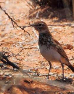 红歌百灵 / Red Lark / Calendulauda burra