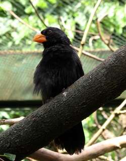 黑喉粗嘴雀 / Black-throated Grosbeak / Saltator fuliginosus