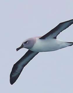 灰头信天翁 / Grey-headed Albatross / Thalassarche chrysostoma