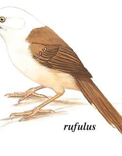 白头鵙鹛 / White-hooded Babbler / Gampsorhynchus rufulus
