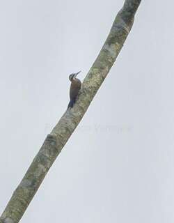火腹啄木鸟 / Fire-bellied Woodpecker / Chloropicus pyrrhogaster
