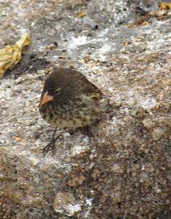 赫诺韦萨地雀 / Genovesa Ground Finch / Geospiza acutirostris