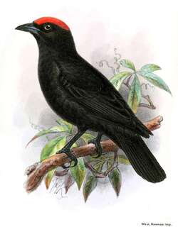 朱顶精织雀 / Red-crowned Malimbe / Malimbus coronatus