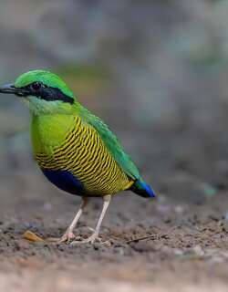 斑腹八色鸫 / Bar-bellied Pitta / Hydrornis elliotii