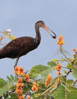 秧鹤 / Limpkin / Aramus guarauna