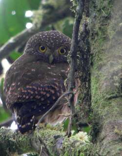 厄瓜多尔鸺鹠 / Cloud-forest Pygmy Owl / Glaucidium nubicola