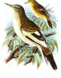 皮岛苇莺 / Pitcairn Reed Warbler / Acrocephalus vaughani