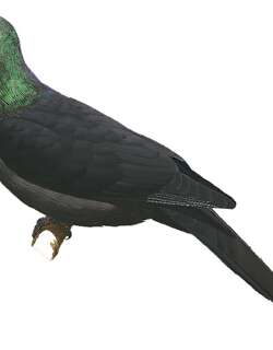 苏拉蕉鸠 / Sula Cuckoo-Dove / Turacoena sulaensis