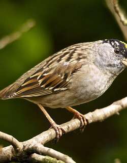 金冠带鹀 / Golden-crowned Sparrow / Zonotrichia atricapilla