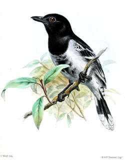 黑背蚁鵙 / Black-backed Antshrike / Thamnophilus melanonotus