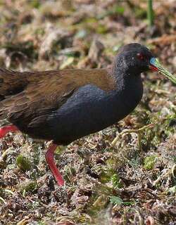 铅色秧鸡 / Plumbeous Rail / Pardirallus sanguinolentus