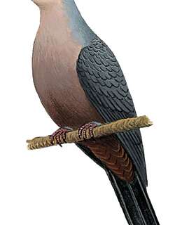 斯兰山鸠 / Seram Mountain Pigeon / Gymnophaps stalkeri