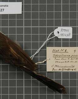 坎大扇尾鹟 / Kadavu Fantail / Rhipidura personata