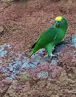 黄冠鹦哥 / Yellow-crowned Amazon / Amazona ochrocephala