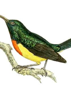 马约岛花蜜鸟 / Mayotte Sunbird / Cinnyris coquerellii