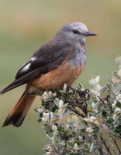 红腰丛霸鹟 / Red-rumped Bush Tyrant / Cnemarchus erythropygius