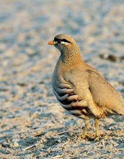 漠鹑 / See-see Partridge / Ammoperdix griseogularis