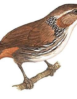 长嘴钩嘴鹛 / Large Scimitar Babbler / Erythrogenys hypoleucos