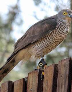非洲鹰 / African Goshawk / Accipiter tachiro