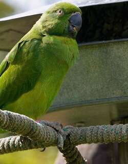 毛里求斯鹦鹉 / Echo Parakeet / Psittacula eques