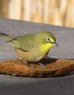 苍色绣眼鸟 / Orange River White-eye / Zosterops pallidus