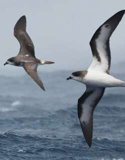 百慕大圆尾鹱 / Bermuda Petrel / Pterodroma cahow
