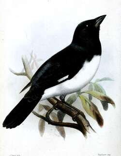 黑白唐纳雀 / Black-and-white Tanager / Conothraupis speculigera