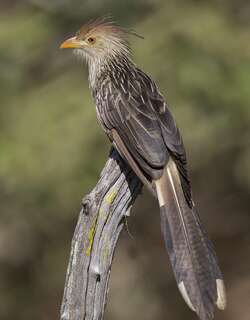 圭拉鹃 / Guira Cuckoo / Guira guira