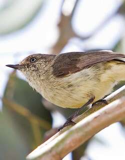 棕尾刺嘴莺 / Buff-rumped Thornbill / Acanthiza reguloides