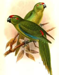 豪勋爵岛鹦鹉 / Lord Howe Parakeet / Cyanoramphus subflavescens