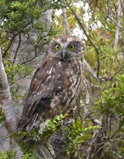 斑布克鹰鸮 / Morepork / Ninox novaeseelandiae