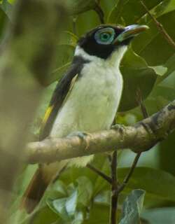 肉垂阔嘴鸟 / Wattled Broadbill / Sarcophanops steerii