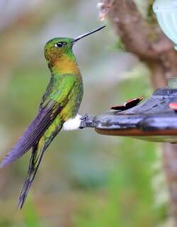 金胸毛腿蜂鸟 / Golden-breasted Puffleg / Eriocnemis mosquera