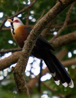 鳞纹地鹃 / Scale-feathered Malkoha / Dasylophus cumingi