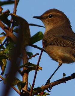 纯色柳莺 / Plain Leaf Warbler / Phylloscopus neglectus