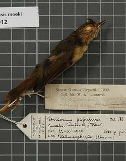巴布亚丝刺莺 / Papuan Scrubwren / Aethomyias papuensis