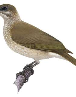 帝汶吮蜜鸟 / Timor Friarbird / Philemon inornatus